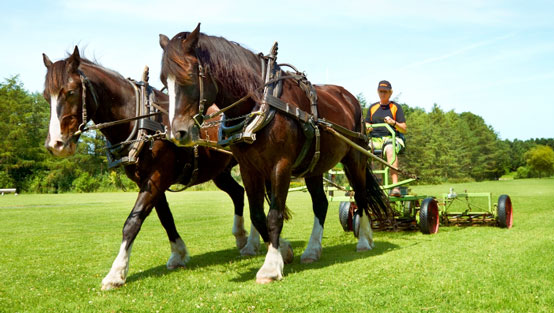 Gräsklippning i Bulltofta med hjälp av hästkraft. Foto: Arne Mattsson