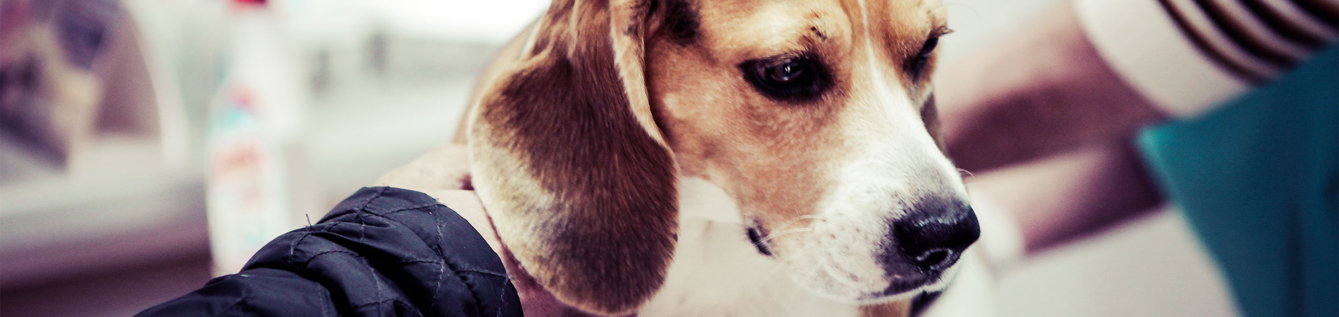 En hund i närbild. Ung beagle.