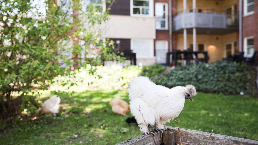 Att
ha hönor spatserande på gården är väldigt mysigt.