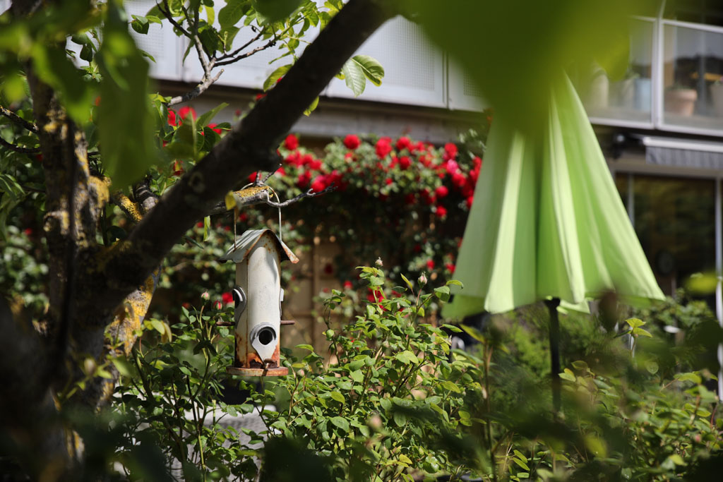 I trädgården har vi en fågelmatare där vi ibland kan studera besökande fåglar och höra dem kvittra.