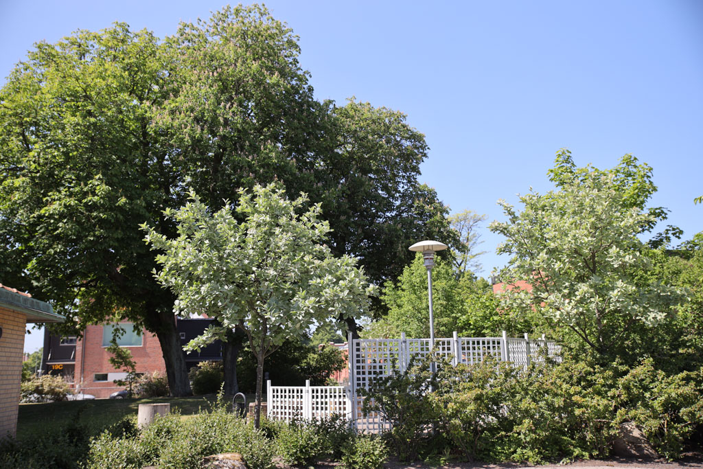 I omgivningarna finns gott om gröna träd och buskar.