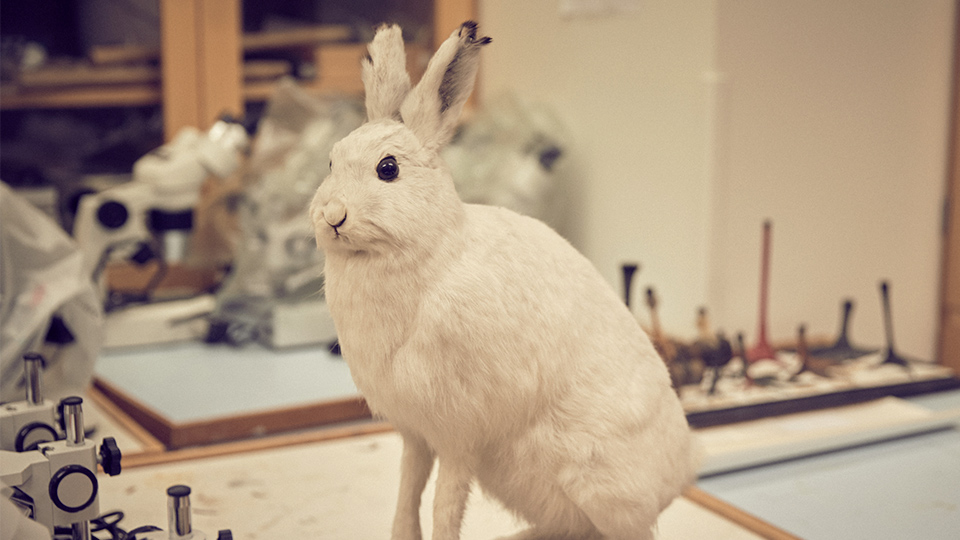 Uppstoppad hare i vinterpäls.