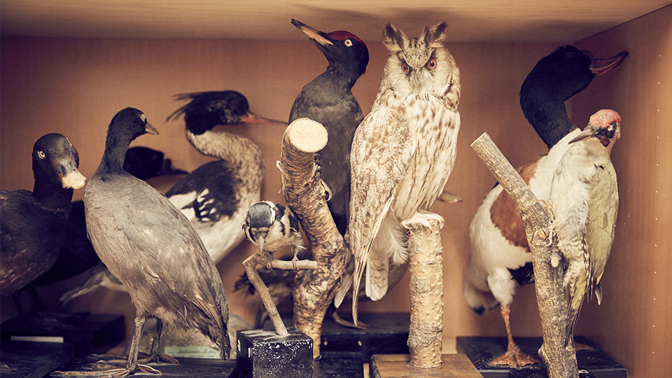 Uppstoppade fåglar i ett skåp. Bland annat en hackspett
och en hornuggla.