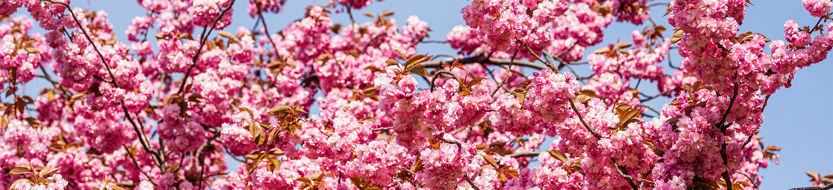 En trädkrona med rosa blommor