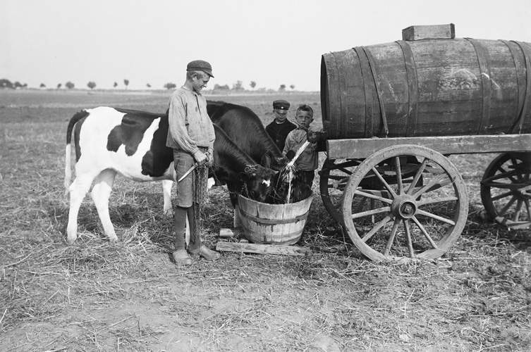 Redan 1833 införs förbud mot att barn under 9 år får användas som arbetskraft. Många barn kom ändå att arbeta, främst inom jordbruket. Pojkar vattar en ko i Elinelund utanför Malmö. Foto: Eric Jeppsson/Malmö museum.