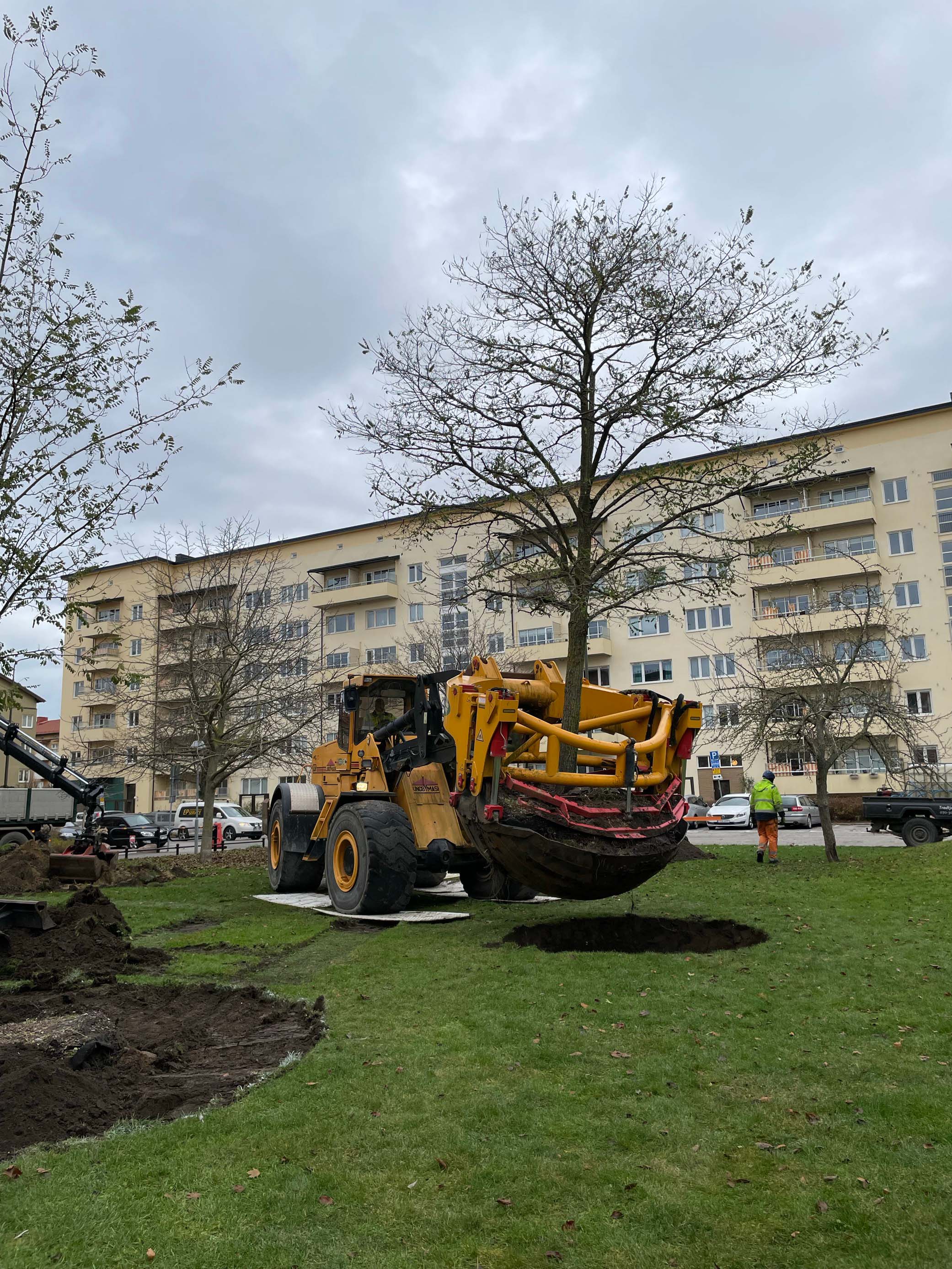 Grävmaskin lyfter ner ett träd med ett stort rotsystem på en grön gräsmatta vid ett bostadsområde på Ellstorpsgatan.