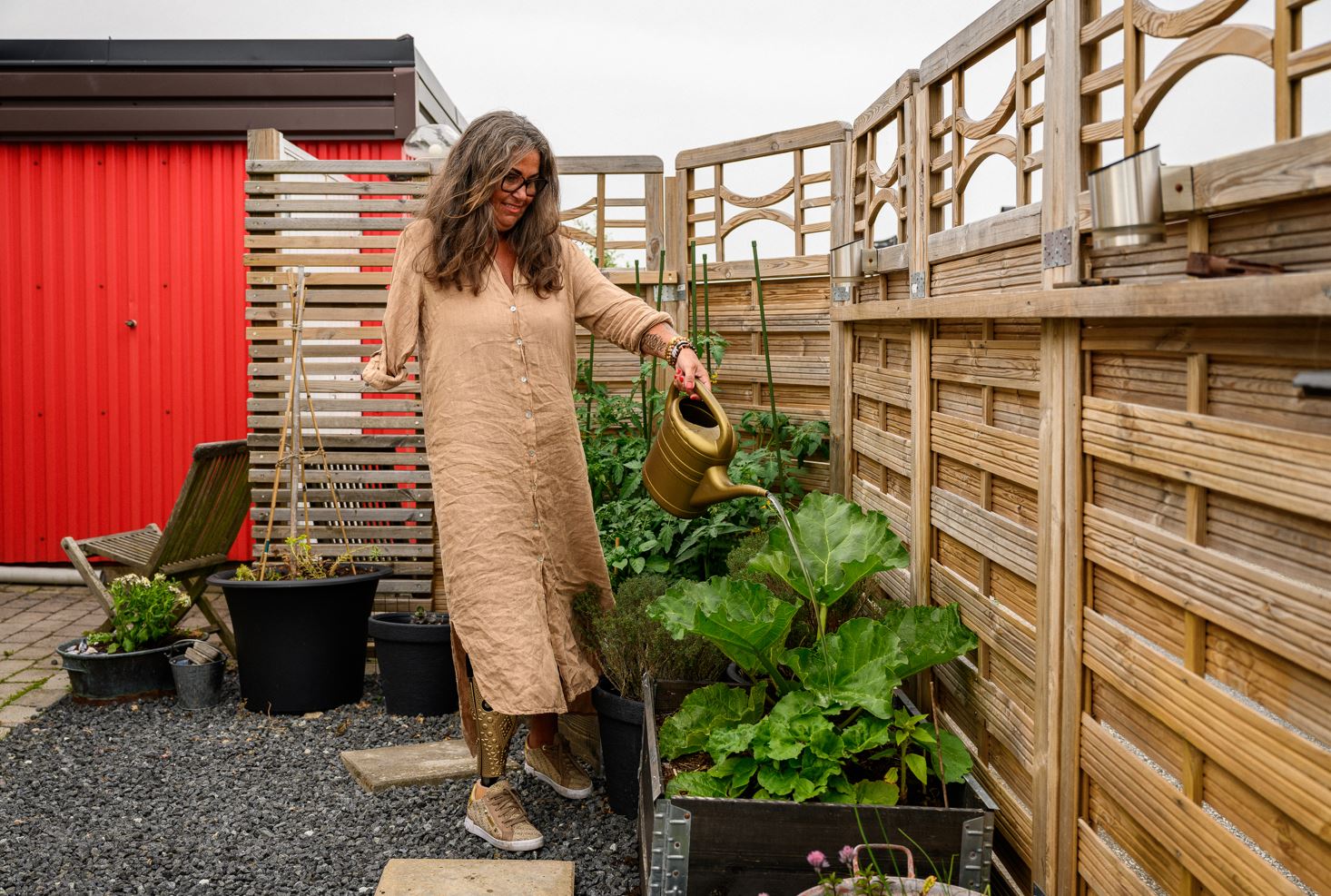 Kvinna med guldkanna vattnar prunkande rabarber som växer i en odlingslåda, i bakgrunden skymtar tomatplantor