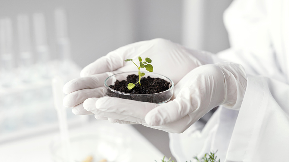 Närbild på två framsträckta händer, med vita
handskar, som håller i en glasbehållare med jord och en liten grön växt.