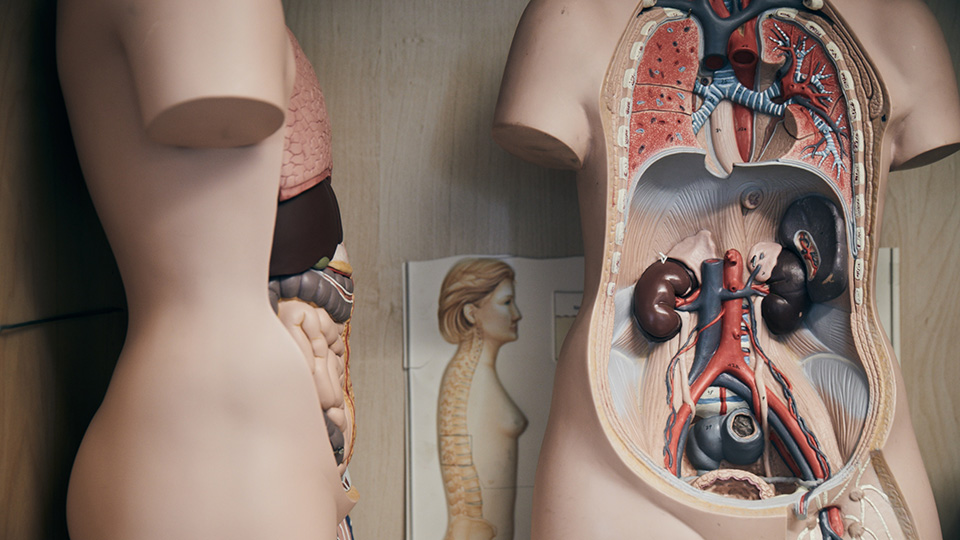 Två torso i plast med löstagbara inre organ. 