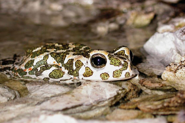 En närbild på en padda som kan hittas i kalkbrottet. Paddan har ett grön prickigt mönster som ger den ett spännande utseende.