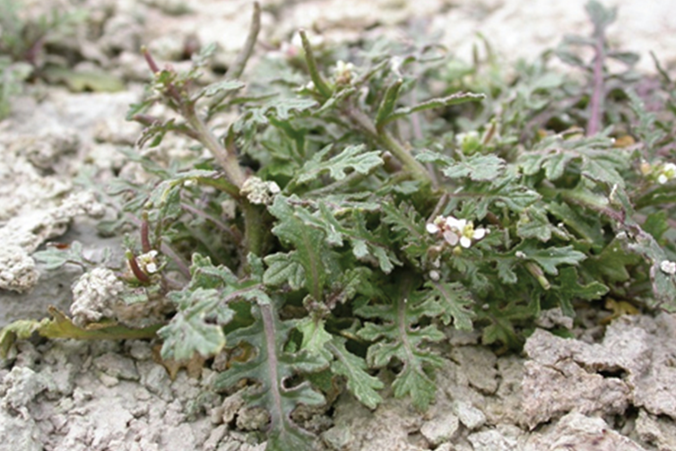 En närbild på växten kalkkrassing. Den har gröna löv med en stjälk. 