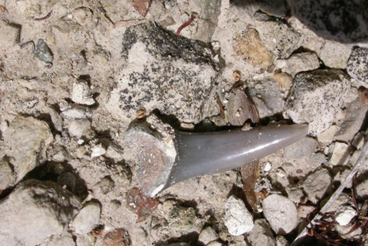En uråldrig hajtand som har hittats i kalkbrottet. Den ligger vid massor av småstenar.