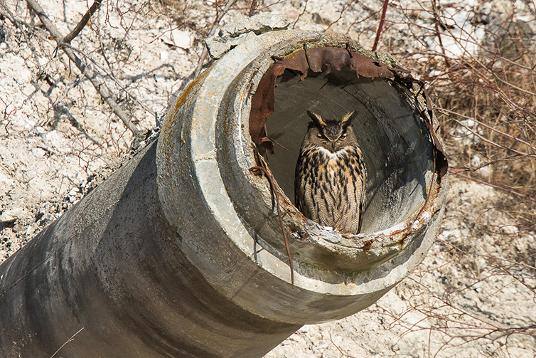 En uggla sitter på ett gammalt betongrör i kalkbrottet.