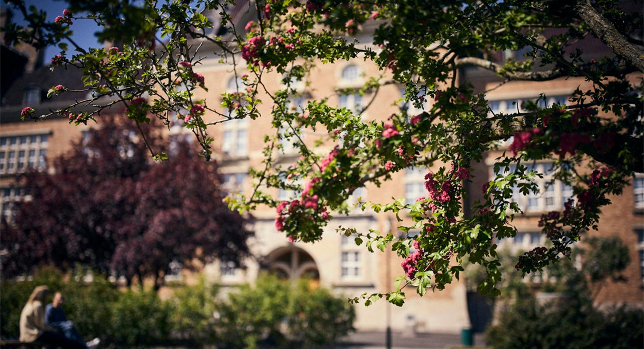 S.t Petri skola skymtar bakom blommande trädgren.