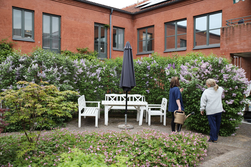 Personalen underhåller de höga syrenbuskar som omgärdar sittplatsen på innergården.