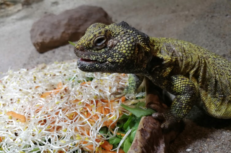 Dabbagamen äter främst växter men ibland också insekter. Hos oss får den
oftast sallad.