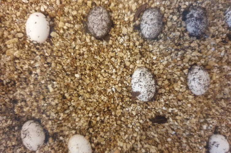 När kameleonterna lägger ägg plockar vi ut dem ur terrariet och lägger
dem i en egen låda, för att bättre ha koll på dem under tiden fram till
kläckningen.