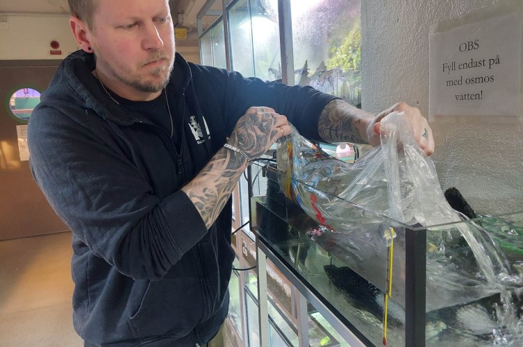 Djurvårdaren Jonas släpper ut ett litet gäng salamanderyngel i
tillväxtakvariet.