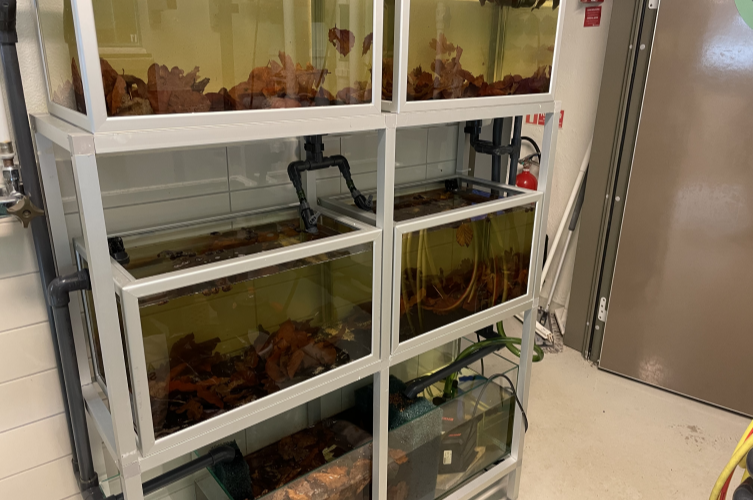 Några av våra fiskodlingsakvarier, där vi föder upp yngel av
utrotningshotade arter.