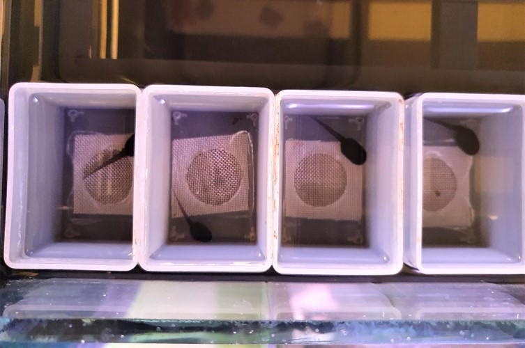 Grodyngel av pilgiftsgrodor, som föds upp i individuella odlingskar.