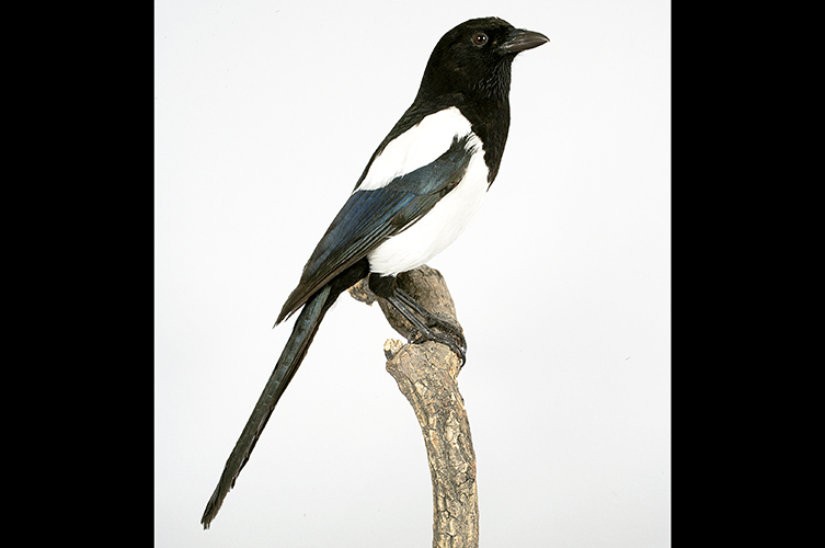 Uppstoppad skata på gren.