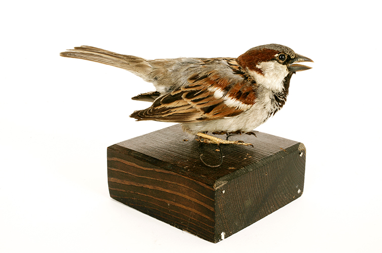 Uppstoppad gråsparv på träkloss.