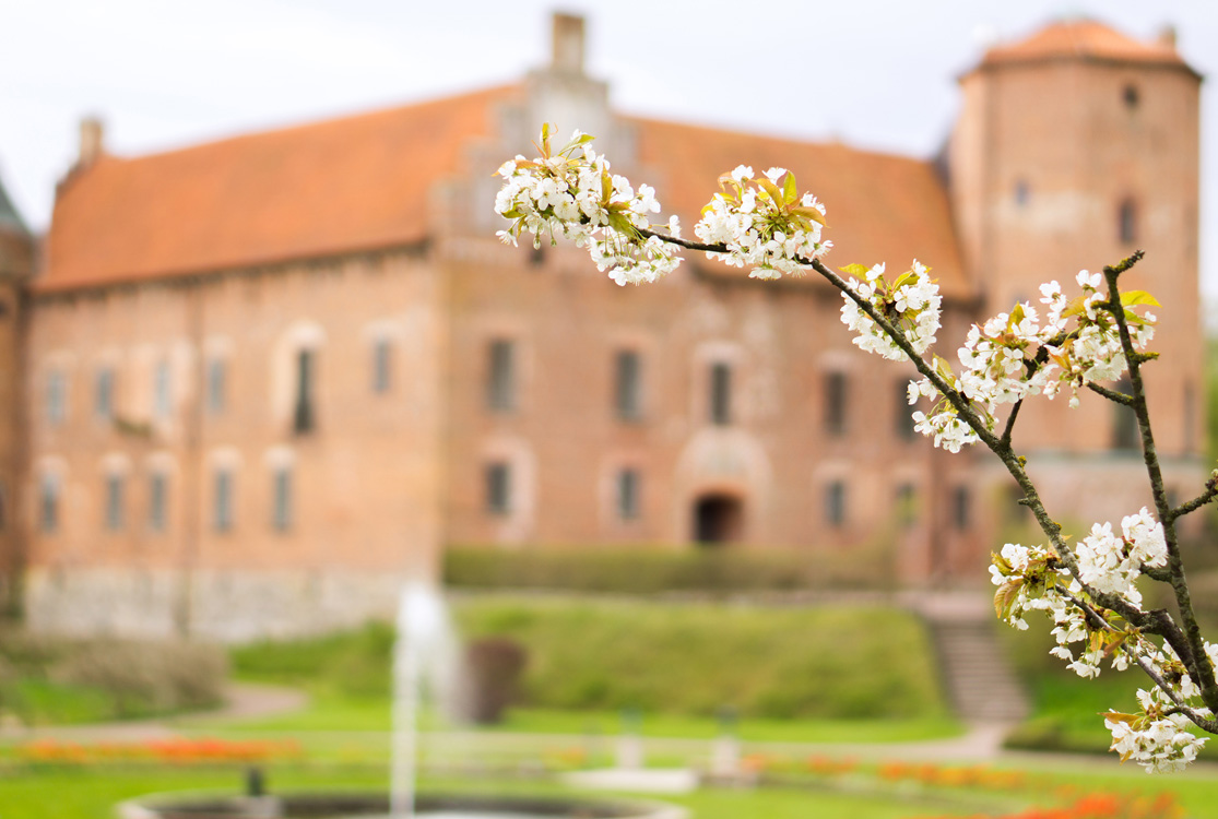 En kvist med vita vårblommor från ett träd, i bakgrunden en historisk byggnad i form av ett slott.