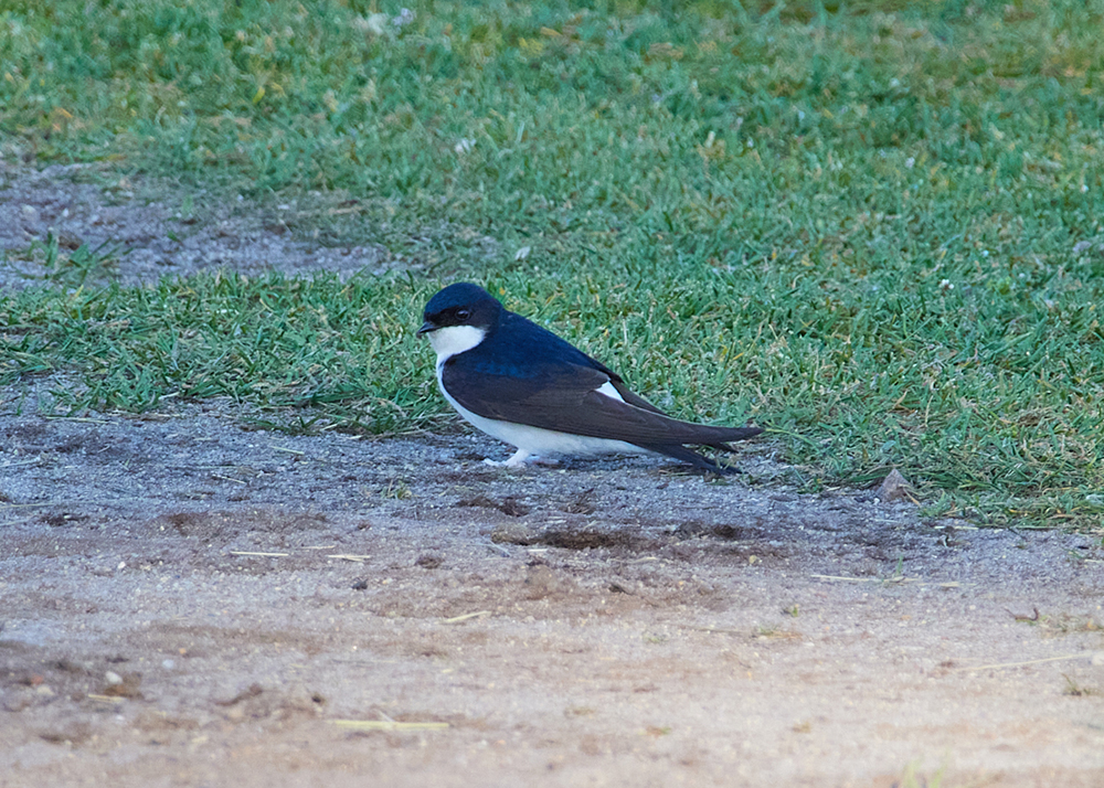 En hussvala på marken. Fågeln är svart och vit