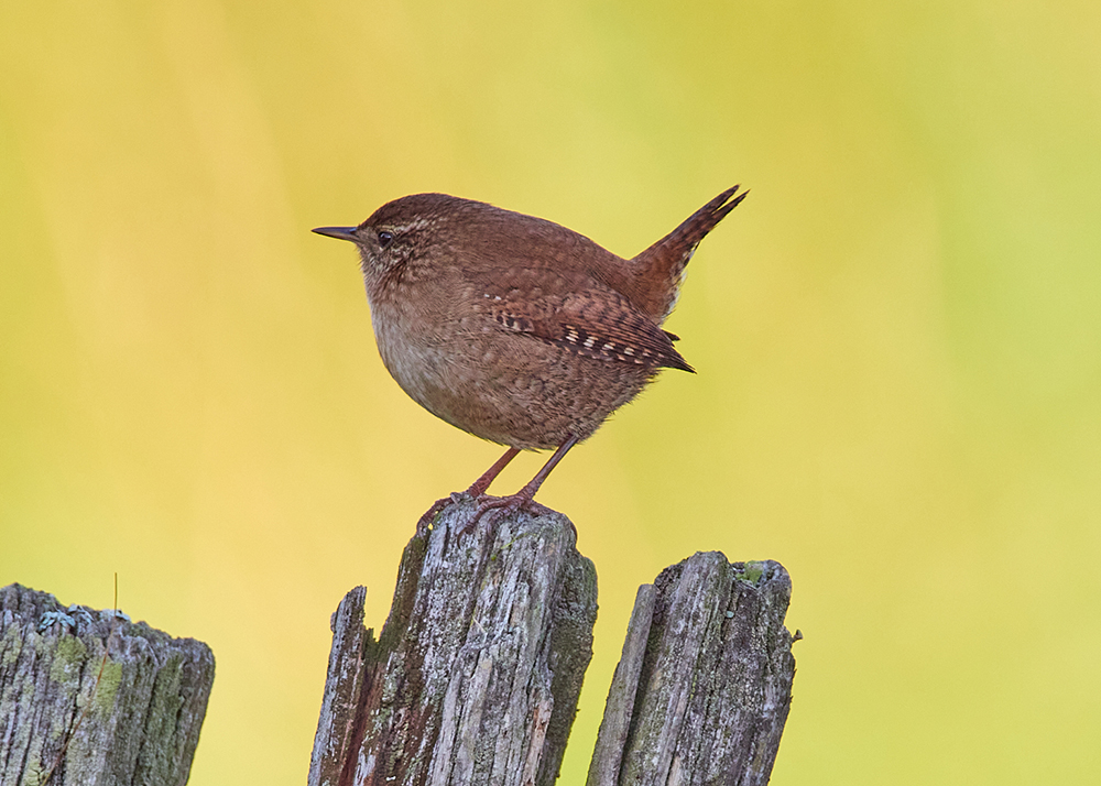 Lilla gärdsmygen med sin karakteristiska stjärtfjädrar rakt upp i luften