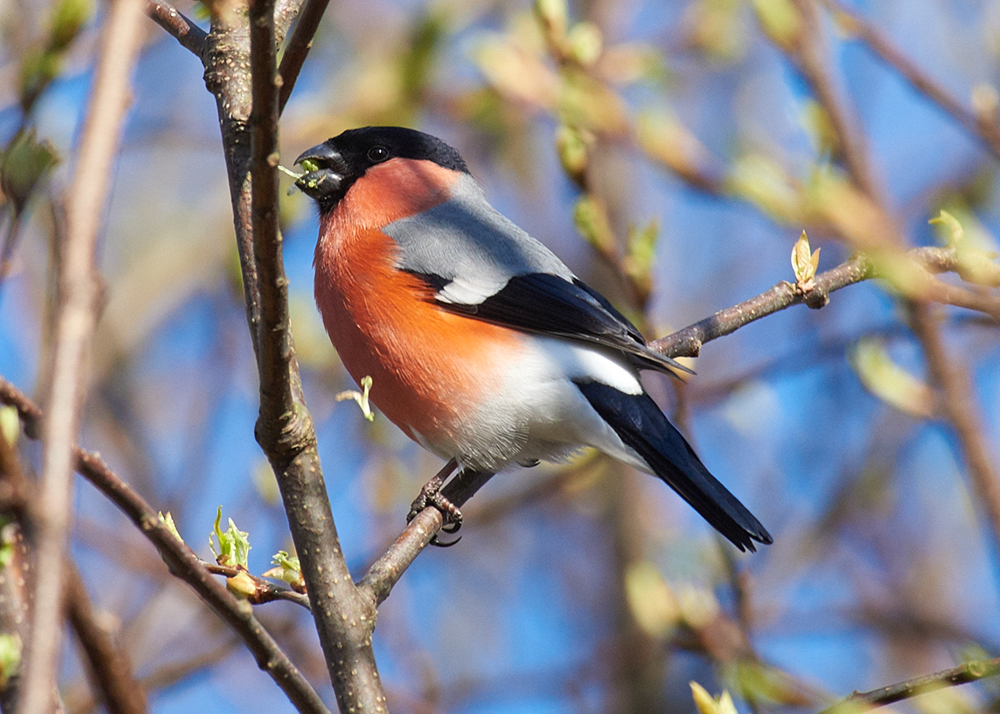 Domherrehane med sitt lysande röda bröst sitter i en buske och äter ett frö