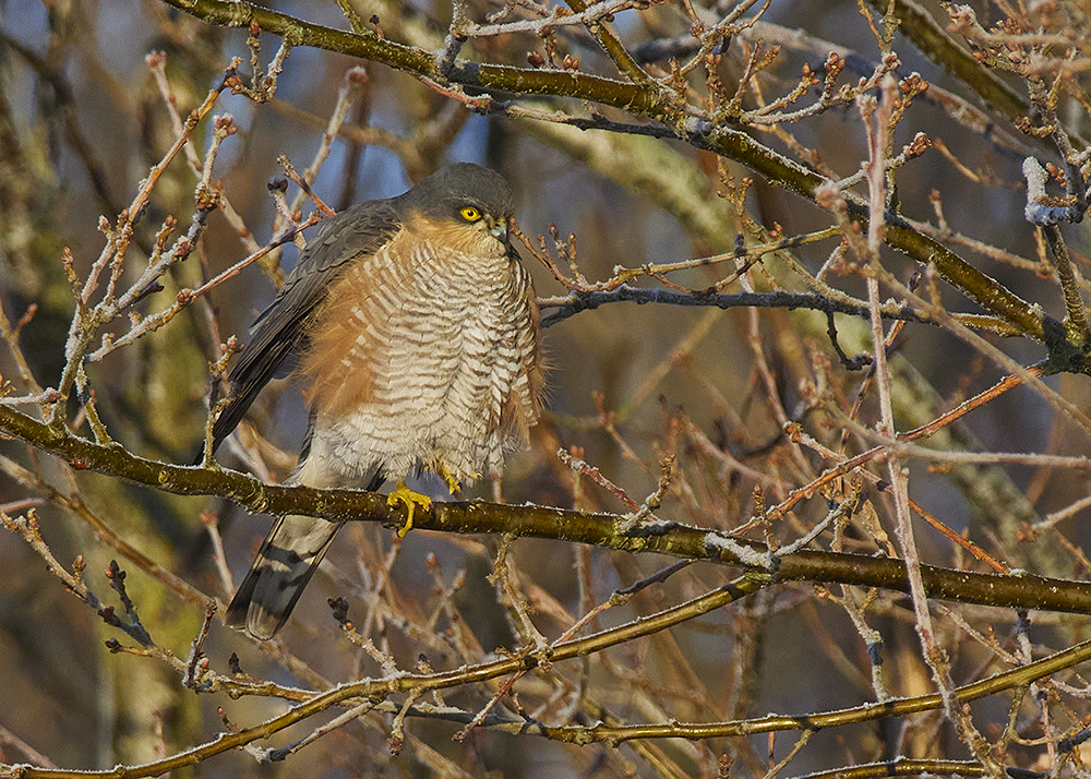Rovfågeln sparvhök sitter i en buske och tittar efter byten