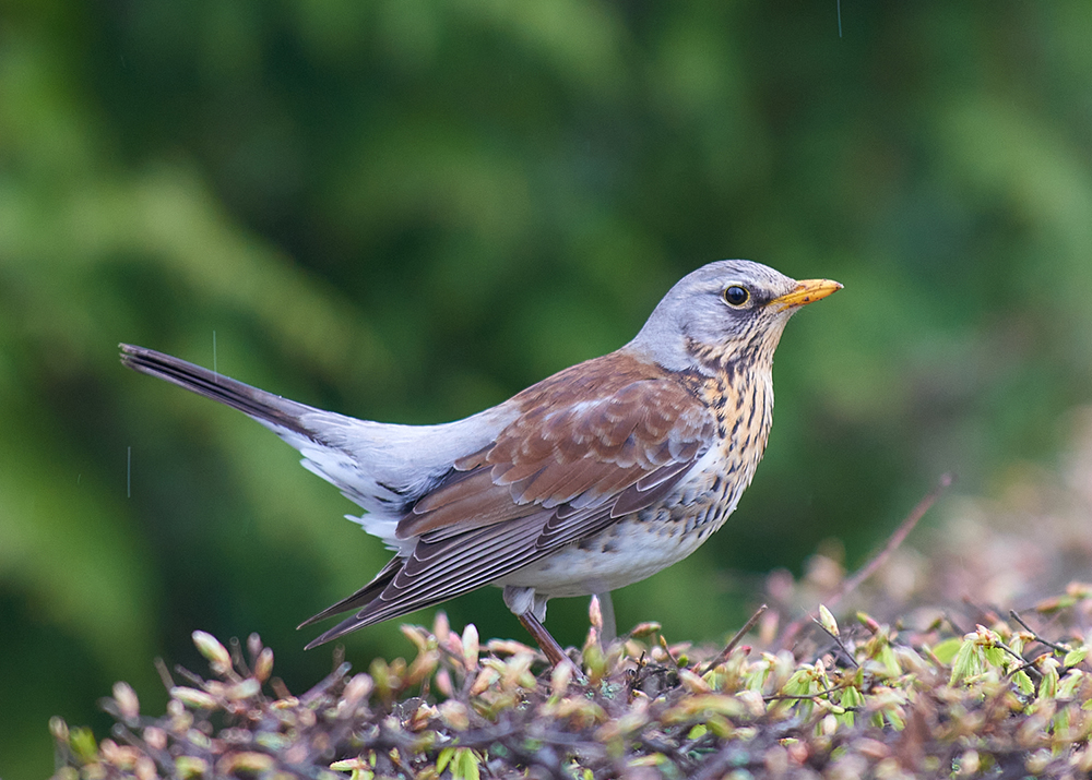 Björktrast, med grå ovansida och brun på sidorna, på marken