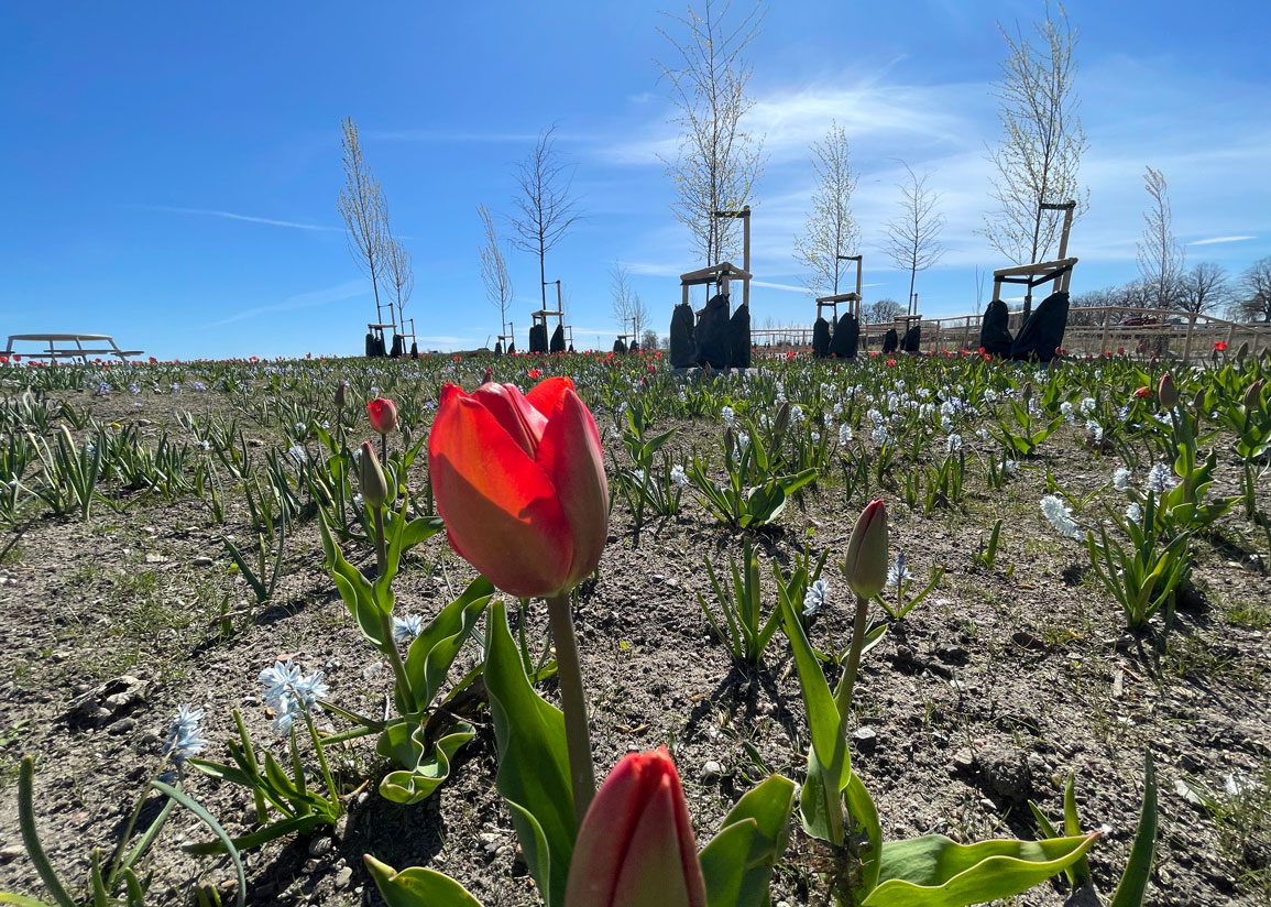 Blommande tulpaner och andra lökväxter en solig vårdag med nyplanterade träd i bakgrunden.