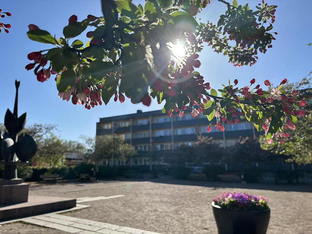 Kirsebergs torg. Man ser en staty och ett lägenhetshus. Närmast kameran syns en gren från ett körsbärsträd och solen som lyser igenom den.