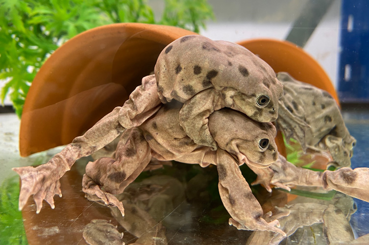 Grodor parar sig i fångenskap i ett akvarium. 