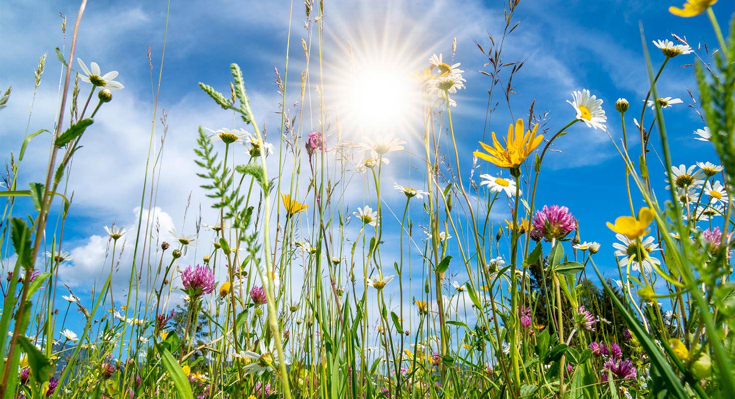 Närbild på gröna grässtrån, blad och blommor i olika färger. Fotot är taget underifrån mot en blå himmel och en strålande sol.