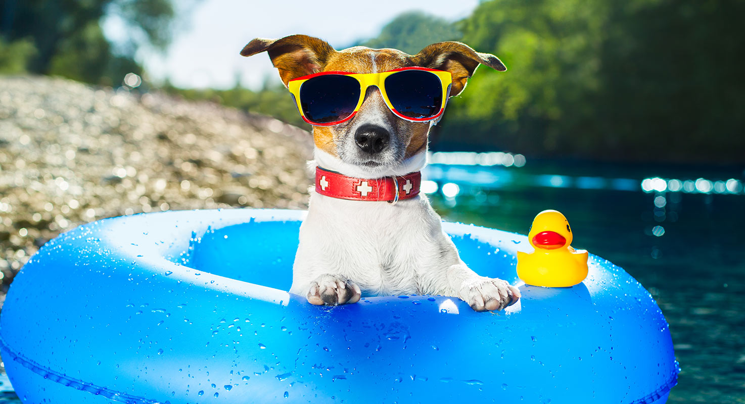 En liten vit och brun hund med solglasögon och rött hundhalsband sitter i en blå badring. På badringen står en gul plastanka.