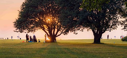 Folk som hänger vid Sibbarpsstrandens träd under solnedgång.