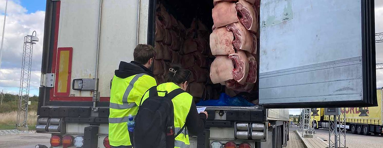 Två inspektörer i gula reflexvästar tittar in i en stor lastbil där det hänger kött. En inspektör tittar ner i ett dokument.