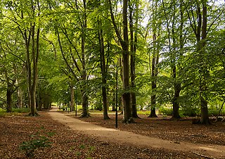 En gångstig som går genom höga träd, solen strilar genom