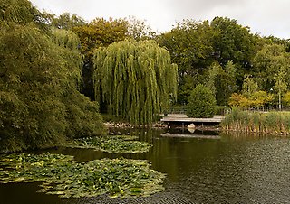 Damm med trädäck och grönska runtom