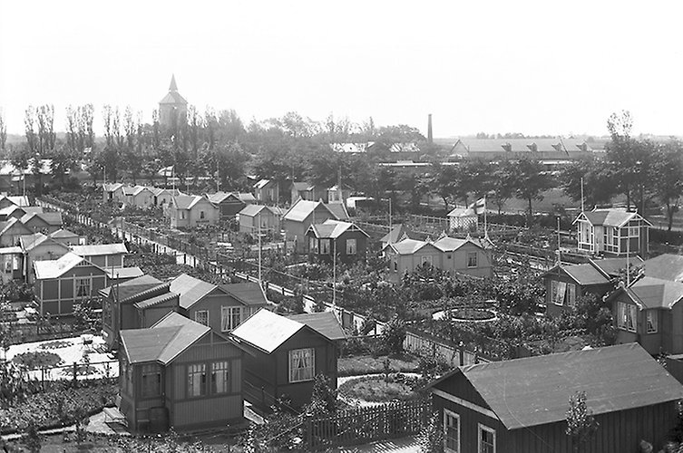 Stadens koloniträdgårdar, Johanneskolonierna, 1911. Foto: Viktor Roikjer / Malmö museum.