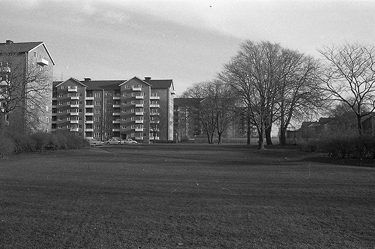Svartvitt foto av stor grönyta med flera träd och bostadshus efter varandra.