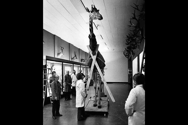 BIldspel med äldre svart-vita fotografier som visar hur giraffen flyttades från en utställningshall till entrén på Malmö museum.