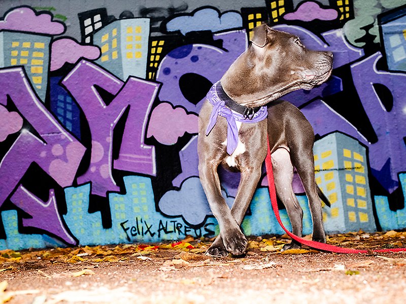 En hund står framför grafittiväggen på Norra Parkgatan vid Folkets Park. Hundens lila sjal matchar gatukonsten.