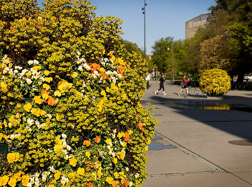 Stort blomklot på stan.