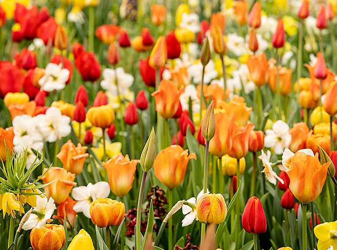 Närbild på gula, oranga och vaniljvita blommor.