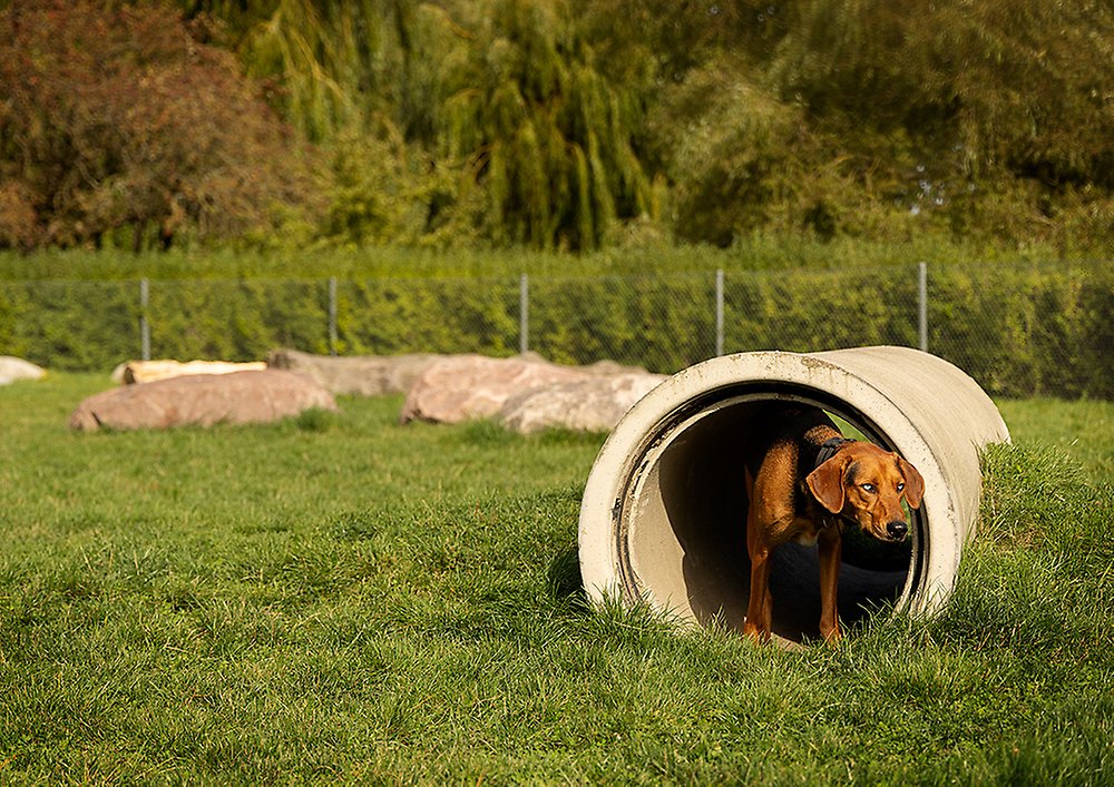 En rödbrun hund tittar nyfiken ut i en av rören på nya hundlekplatsen