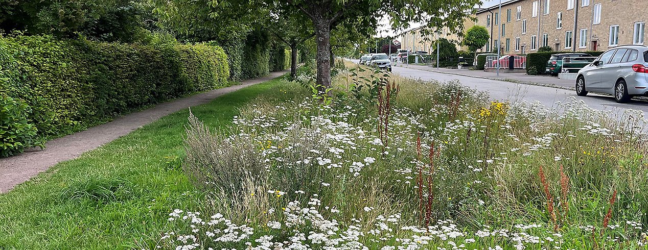 En blommande vägkant i Malmö. 