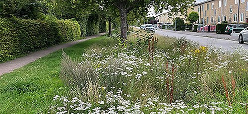 Blommande vägkant i Malmö
